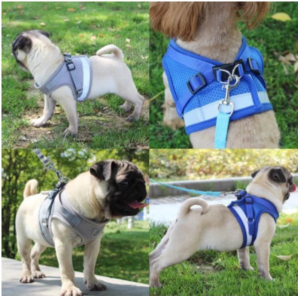 Cat Harness and Leash 7 Colours! Pet Collars & Harnesses Best Pet Store