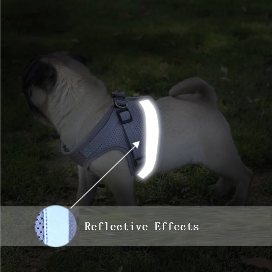 Cat Harness and Leash 7 Colours! Pet Collars & Harnesses Best Pet Store