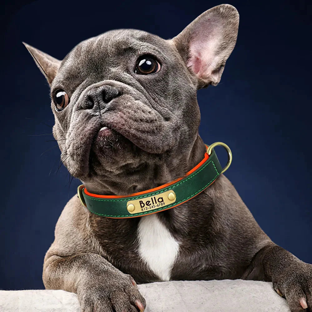 Customised Leather ID Nameplate Dog Collar Pet Collars & Harnesses Best Pet Store
