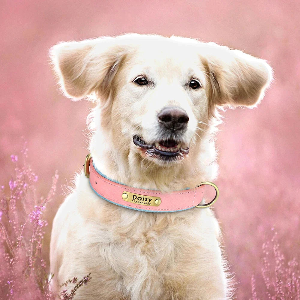 Customised Leather ID Nameplate Dog Collar Pet Collars & Harnesses Best Pet Store