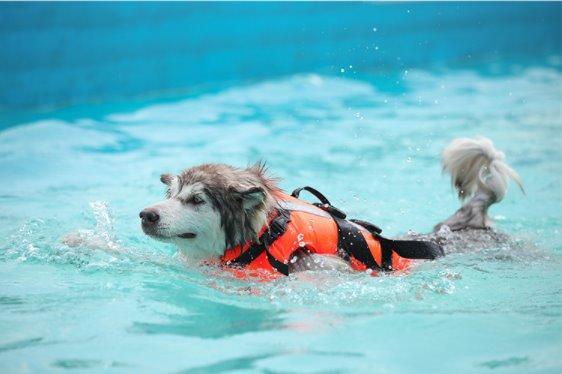 Dog Life Jacket Floatation Device Pet Collars & Harnesses Best Pet Store