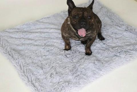 Fluffy Pet Blanket 15 Colours! Dog Beds Best Pet Store