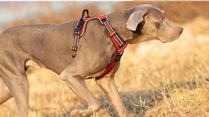 Reflective Heavy Duty Dog Leash Harness Pet Collars & Harnesses Best Pet Store