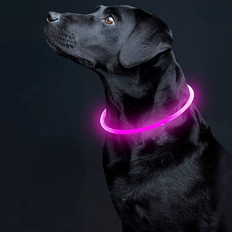 Adjustable LED Pet Collar Pet Collars & Harnesses Best Pet Store 