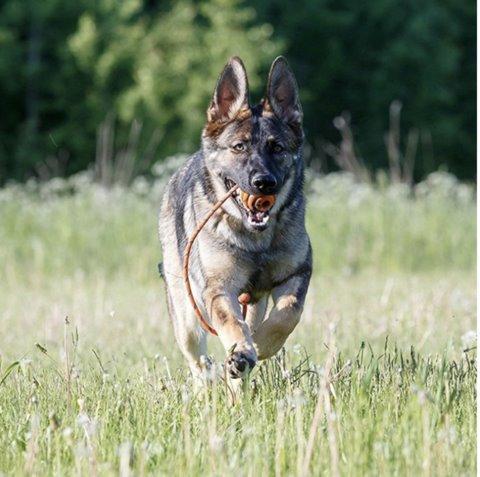 Bite Resistant Rubber Dog Ball on a Rope Dog Toys Best Pet Store 