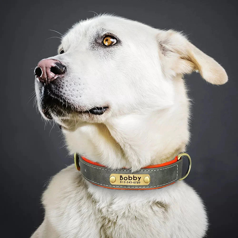 Customised Leather ID Nameplate Dog Collar Best Pet Store