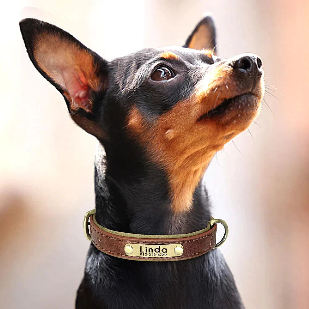 Customised Leather ID Nameplate Dog Collar Pet Collars & Harnesses Best Pet Store 