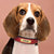 Customised Leather ID Nameplate Dog Collar Pet Collars & Harnesses Best Pet Store 