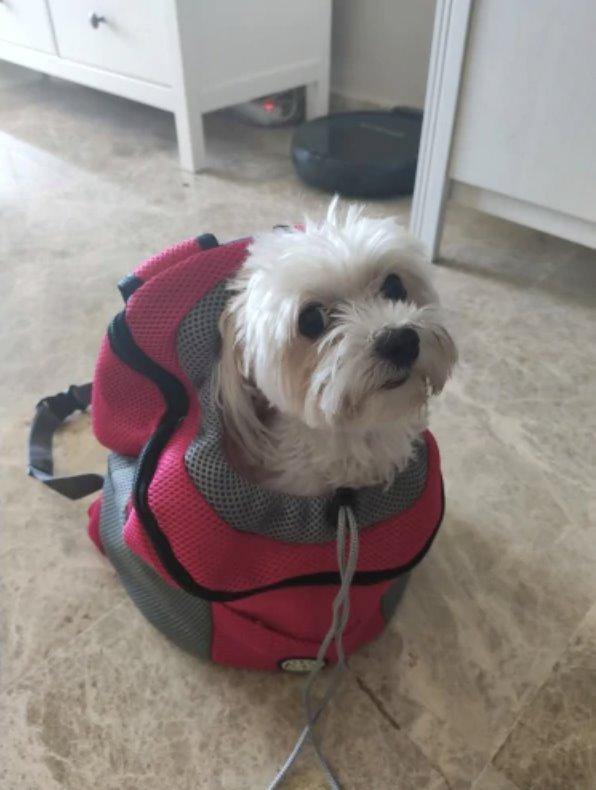 Dog carrying puppy in sales backpack