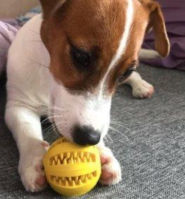 Dog Food Rubber Ball Toy Dog Toys Best Pet Store 