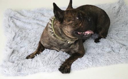 Fluffy Pet Blanket 15 Colours! Dog Beds Best Pet Store 