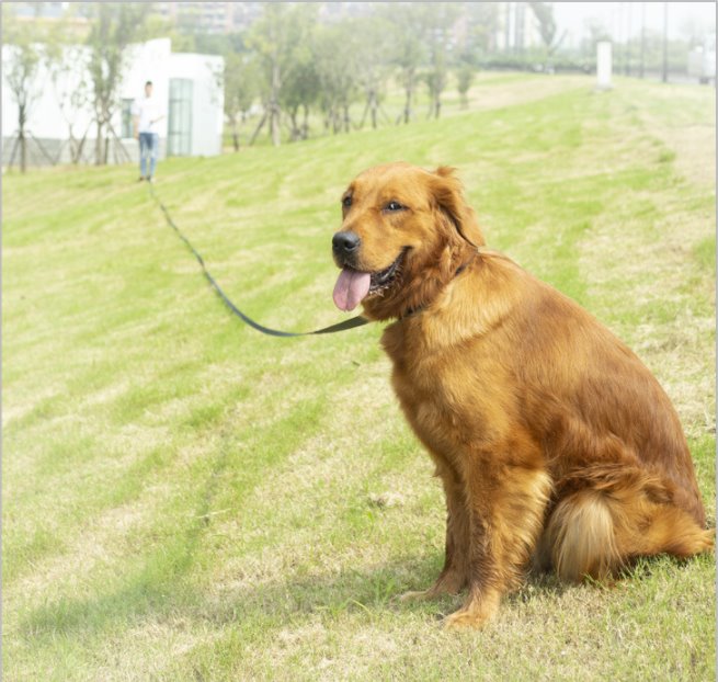 Longest dog lead hotsell