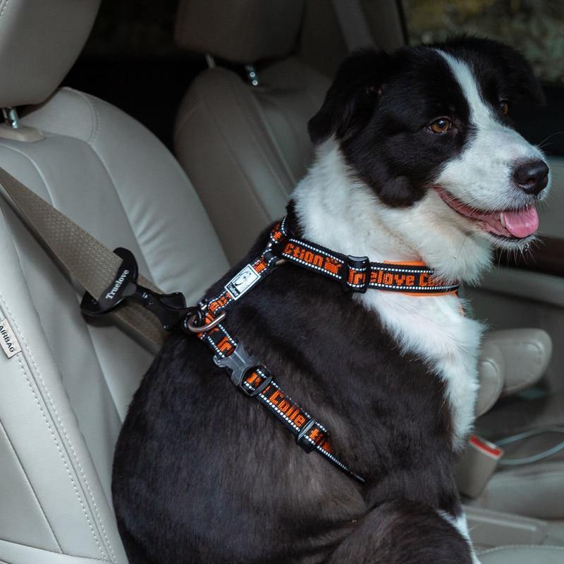 Paw safe seatbelt sale