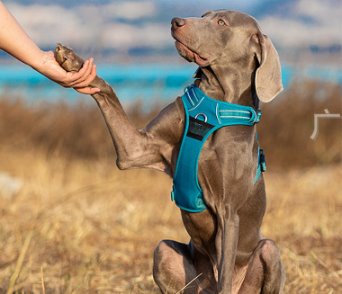 Reflective Heavy Duty Dog Leash Harness