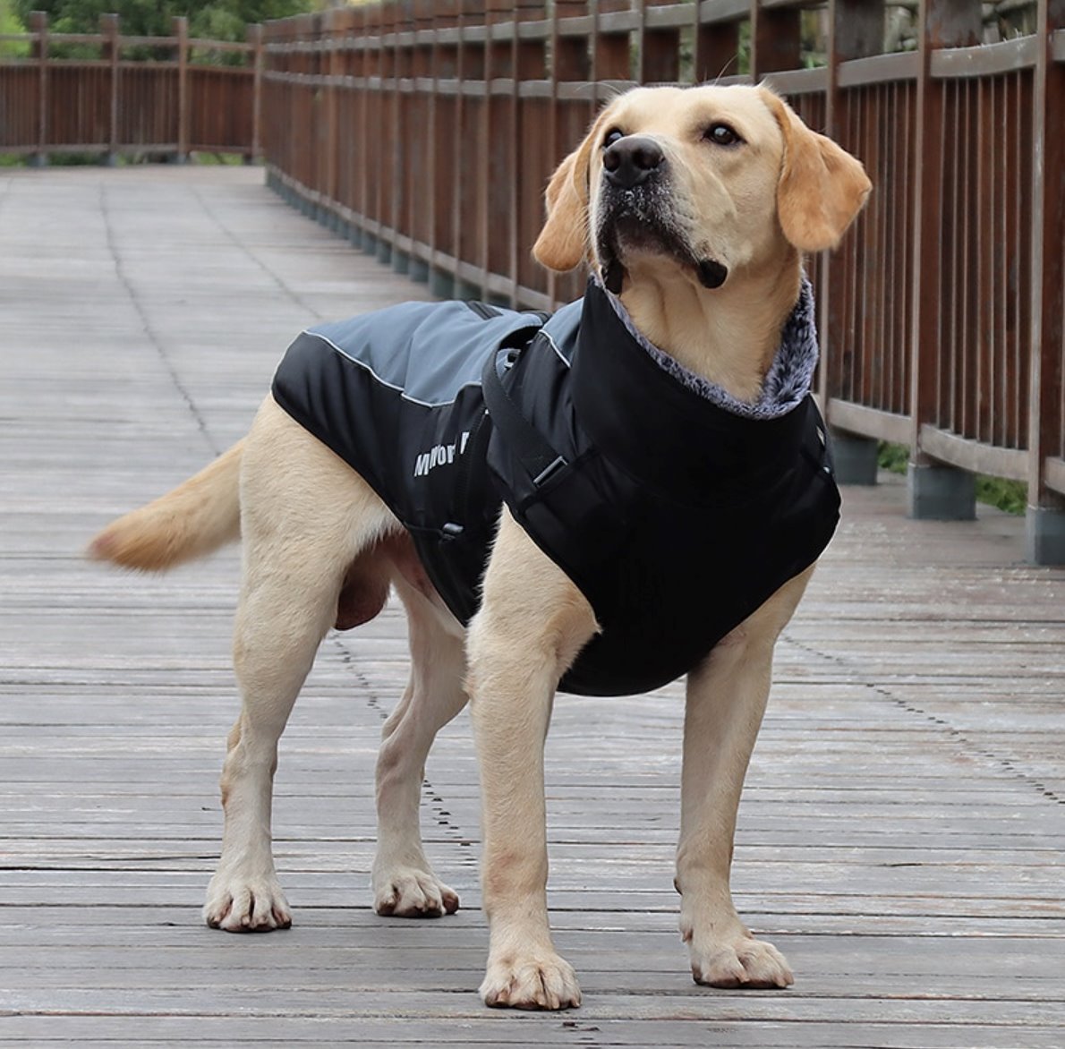 Waterproof Winter Thick Dog Coat With Harness Dog Apparel Best Pet Store 